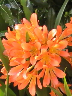 Tai hinh nen cac loai hoa dep nhat